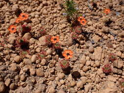 Image of Drosera hyperostigma N. Marchant & Lowrie