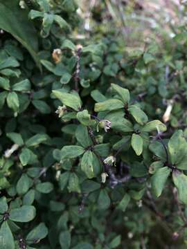 Lonicera kawakamii (Hayata) Masam.的圖片