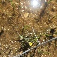 Image of Nodding Blue-Eyed-Grass