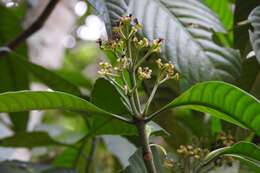 Image of Psychotria trichotoma M. Martens & Galeotti