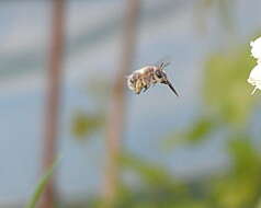 Image de Anthophora plumipes (Pallas 1772)