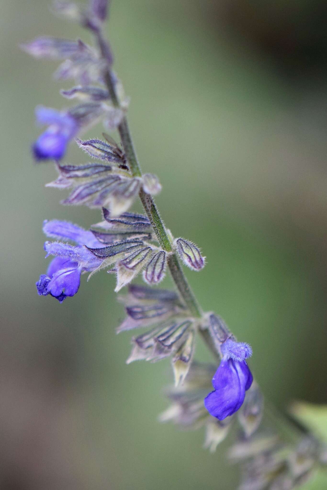 Image of Salvia longispicata M. Martens & Galeotti