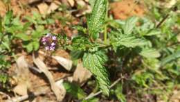 Image of Verbena hispida Ruiz & Pav.