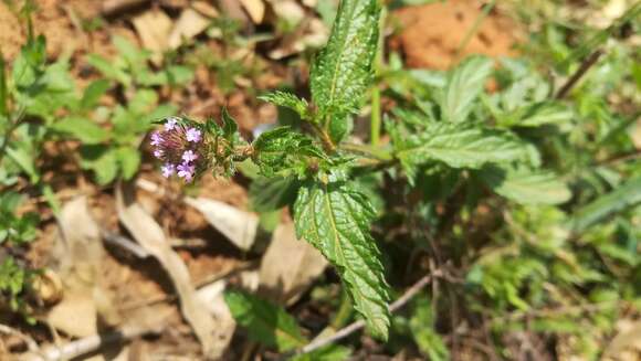 Imagem de Verbena hispida Ruiz & Pav.