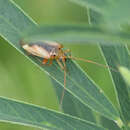 Image of Adelphocoris suturalis (Jakovlev 1882)