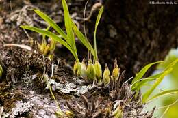 Image de Prosthechea squalida (Lex.) Soto Arenas & Salazar