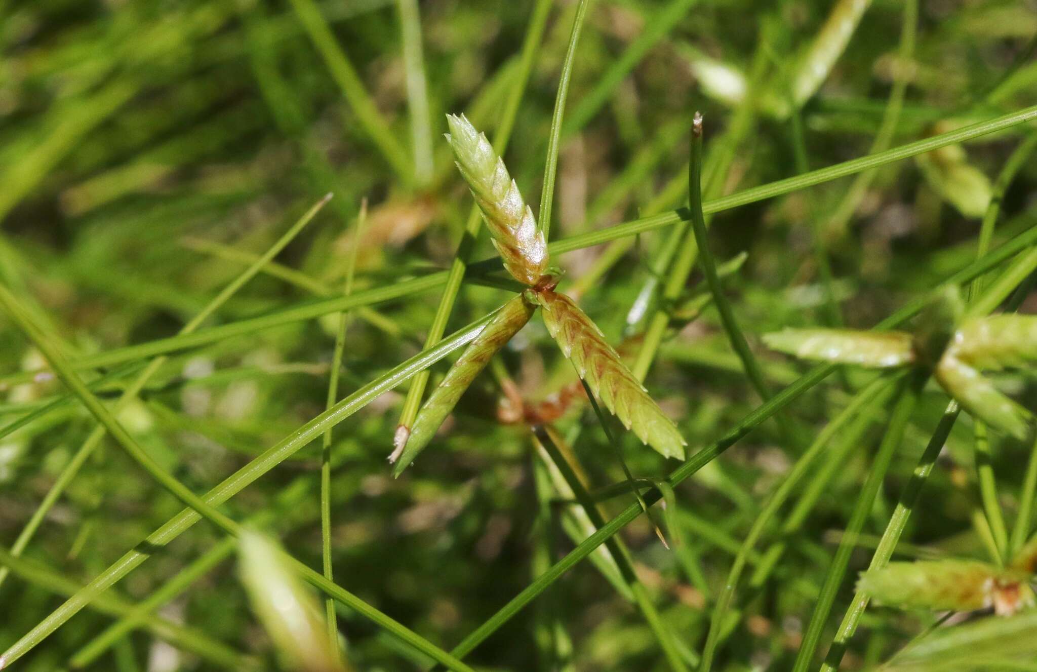 Cyperus gracilis R. Br.的圖片