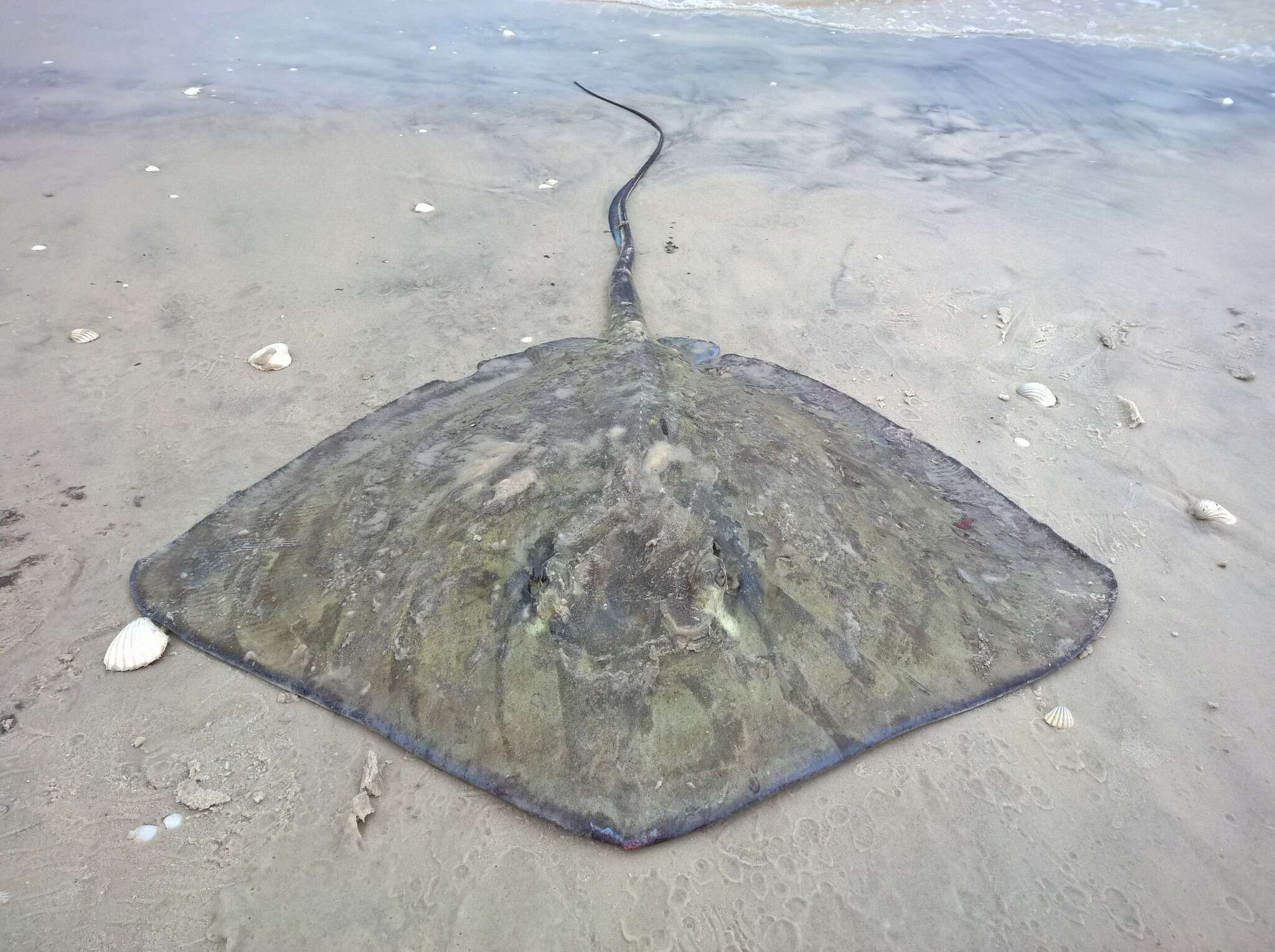 Image of Smalltooth stingray