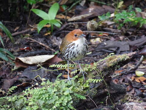 Image of Chestnut-crowned Antpitta