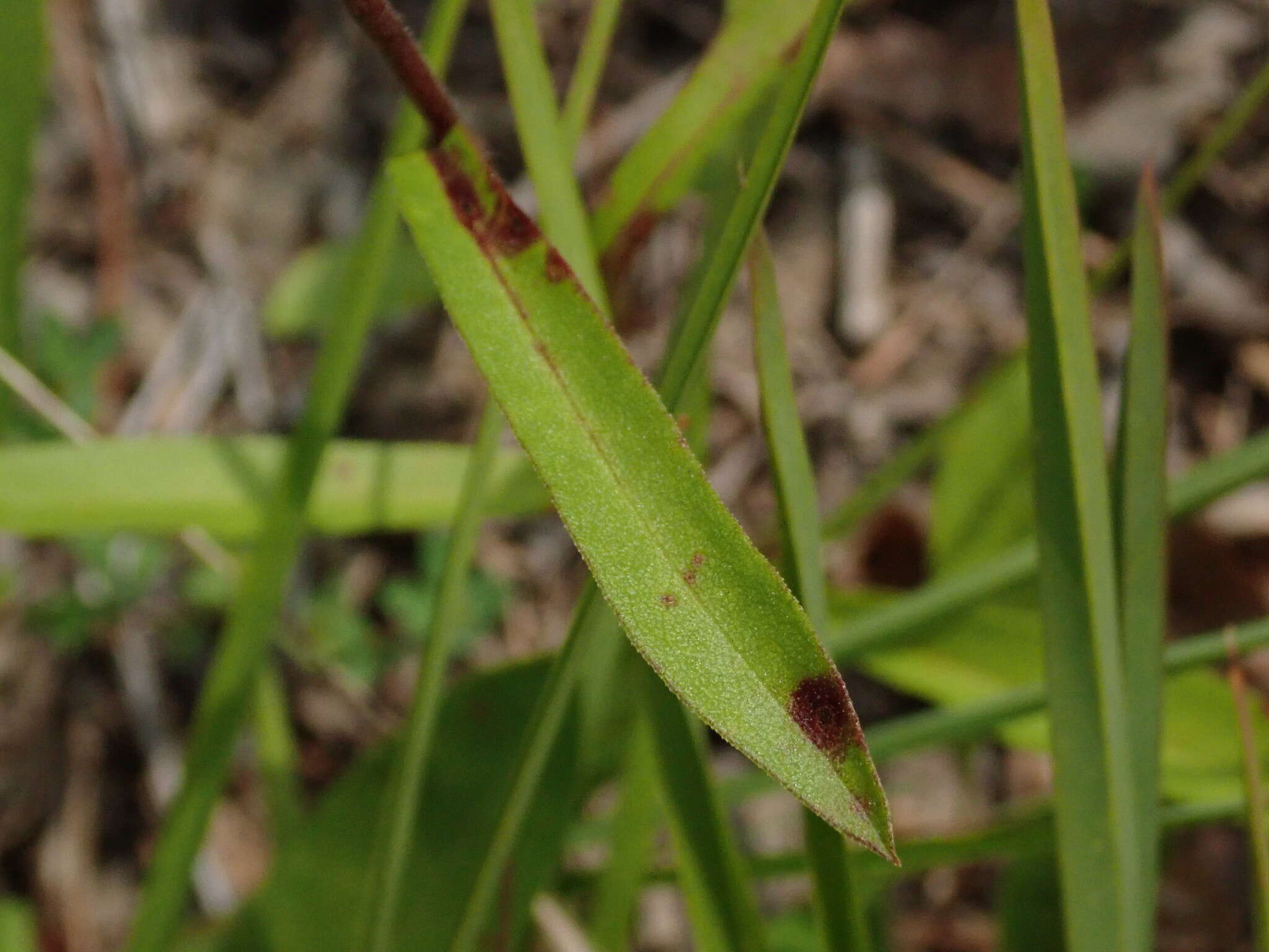 Image of eastern showy aster