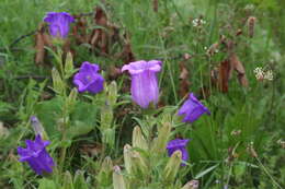 Image of Canterbury Bells