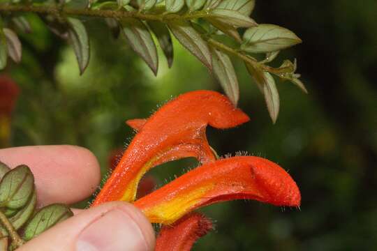 Image of Columnea microcalyx Hanst.