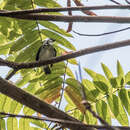 Image of Grey-and-gold Tanager