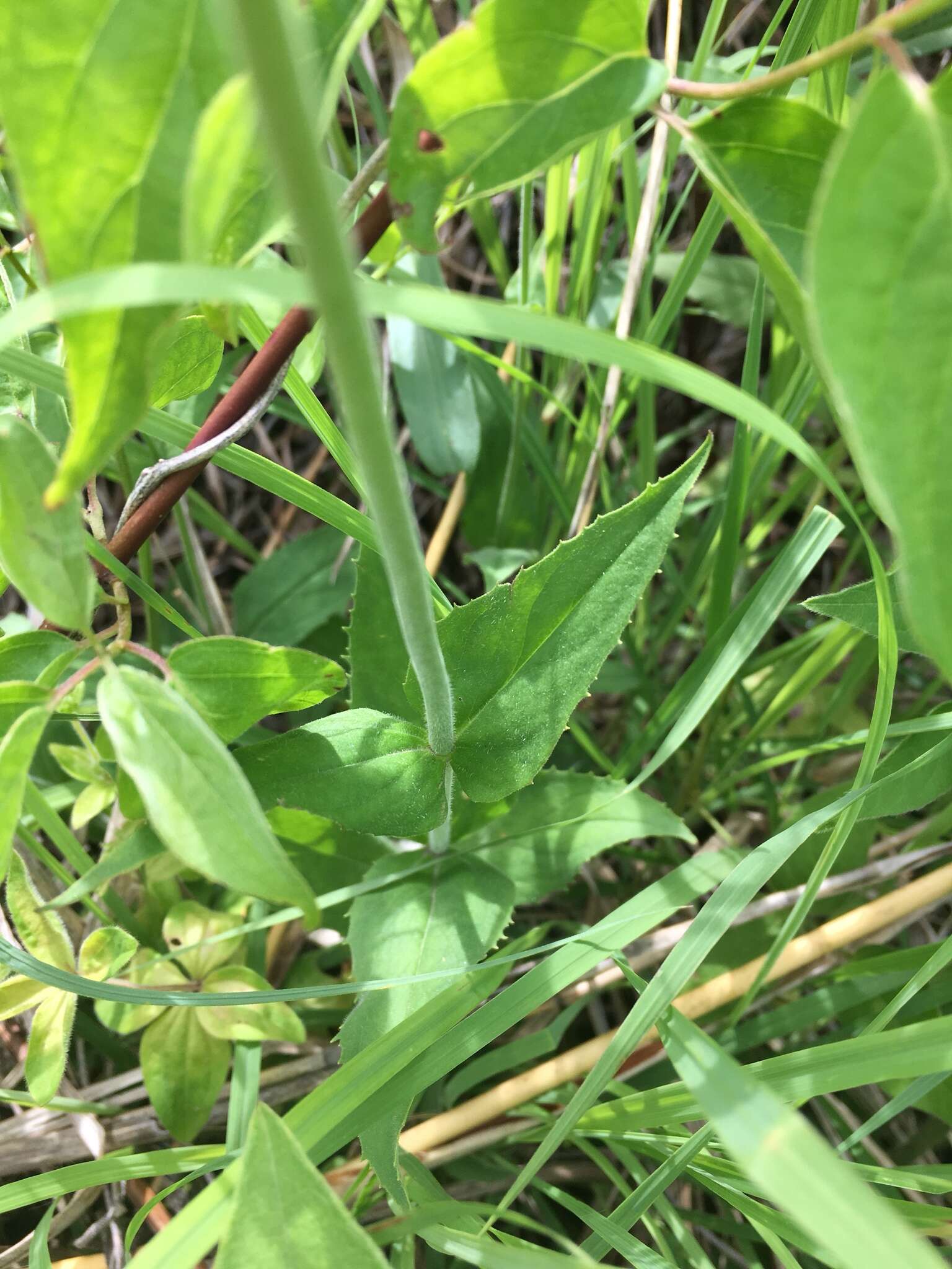 Image of pale beardtongue