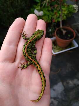 Triturus marmoratus (Latreille 1800) resmi