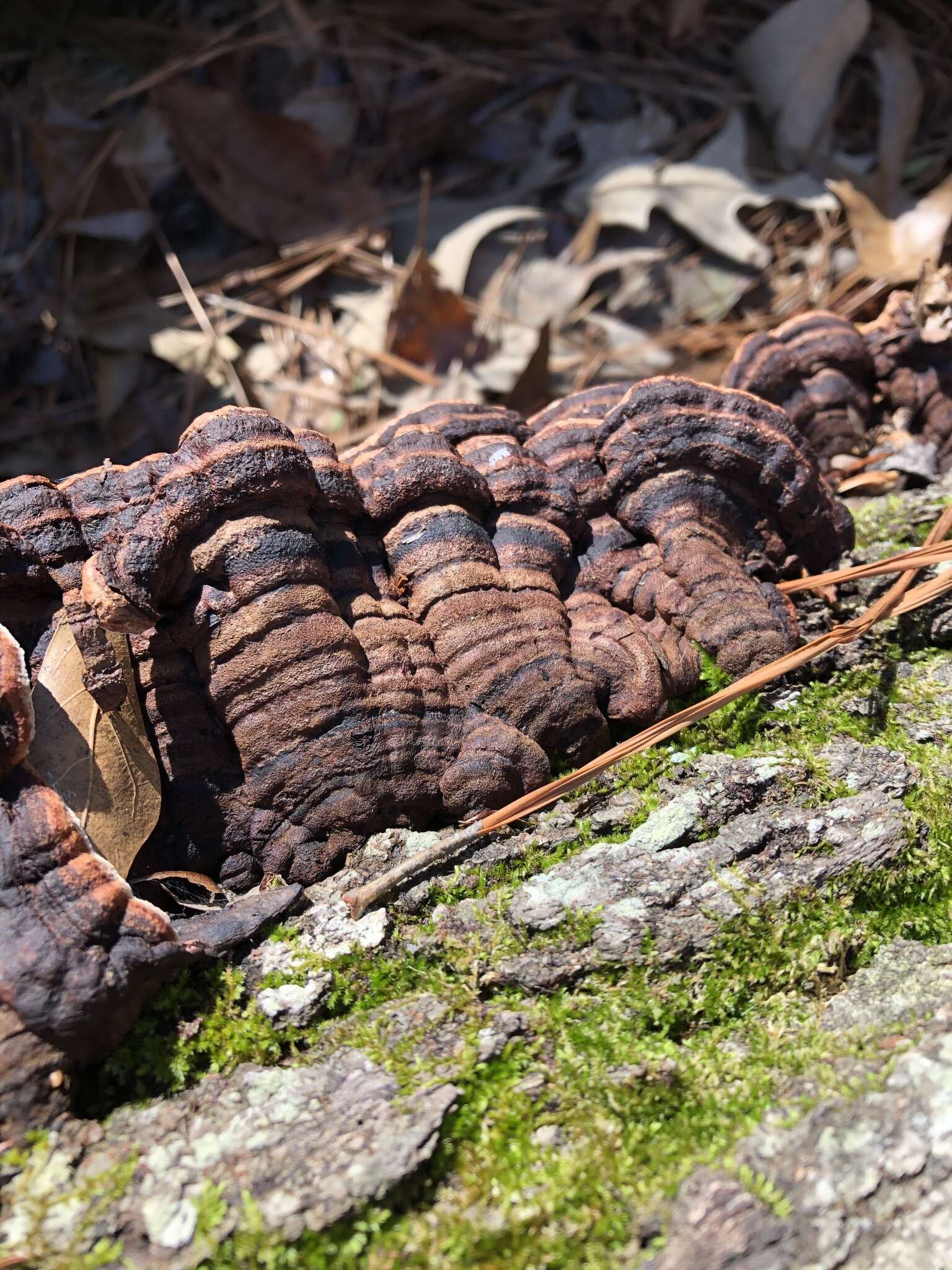 Image of Punctularia