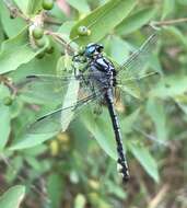 Image of Turkish Clubtail