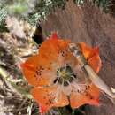 Image of Caiophora pentlandii (Paxton) G. Don ex Loudon