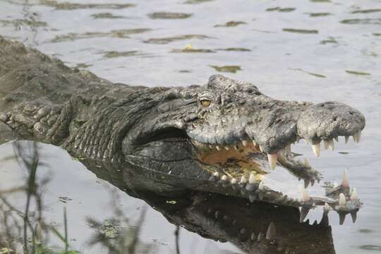 Image of Crocodylus niloticus pauciscutatus Deraniyagala 1948