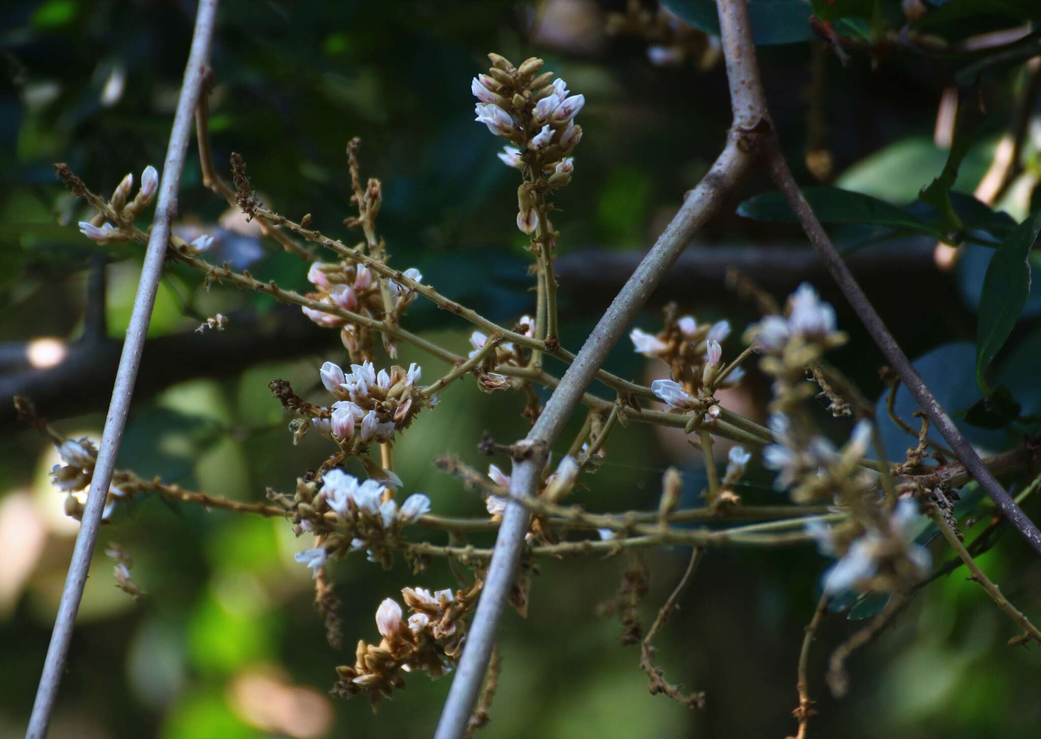 Image of Spatholobus parviflorus (DC.) Kuntze