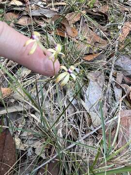 Image of Caladenia testacea R. Br.