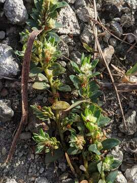 Слика од Euphorbia conferta (Small) B. E. Sm.