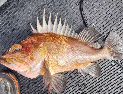 Image of Quillback rockfish