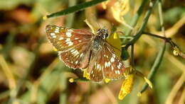 Image of <i>Burnsius orcynoides</i>