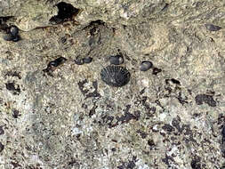 Image of black limpet