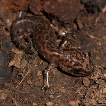 Image of California Giant Salamander