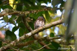 Image of Central American Pygmy Owl