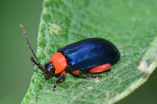 Asphaera abdominalis (Chevrolat 1835)的圖片