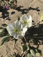 Imagem de Oenothera deltoides Torr. & Frem.