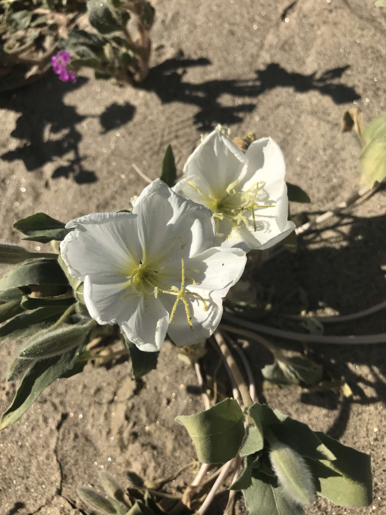 Imagem de Oenothera deltoides Torr. & Frem.