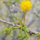 Vachellia vernicosa (Britton & Rose) Seigler & Ebinger resmi