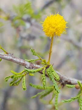 Image of viscid acacia