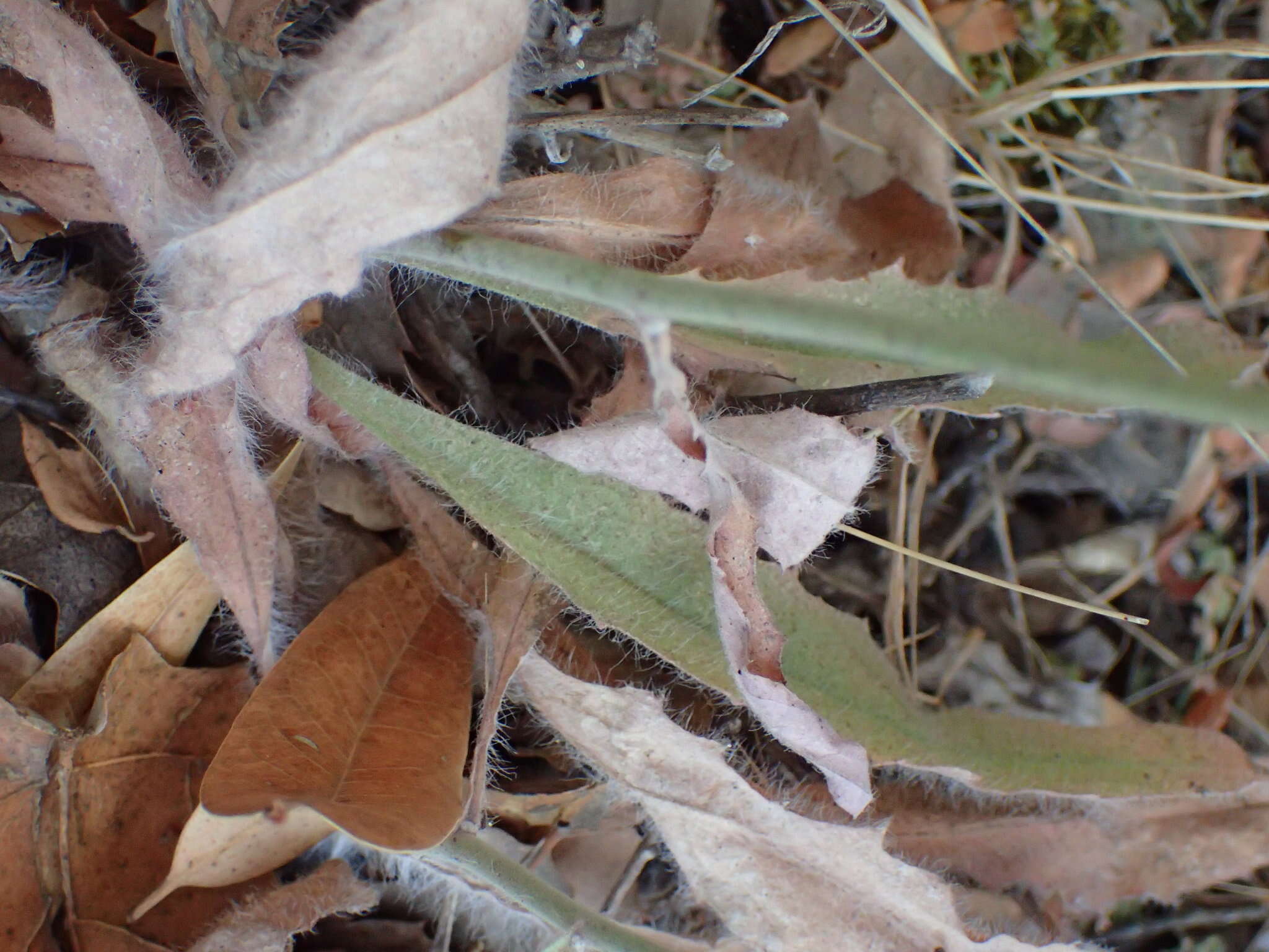 Image of southern hawkweed