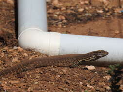 Image of Sand Monitor