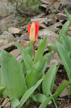 Image of Tulipa ivasczenkoae Epiktetov & Belyalov