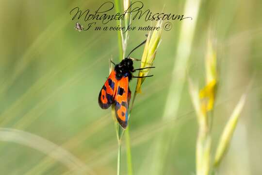 Image of Zygaena algira Boisduval 1834