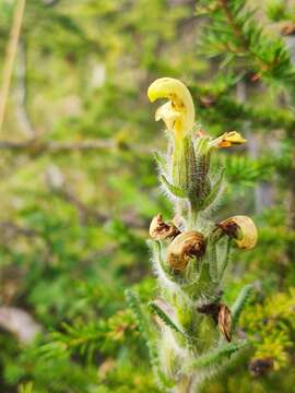 Image of Pedicularis tristis L.