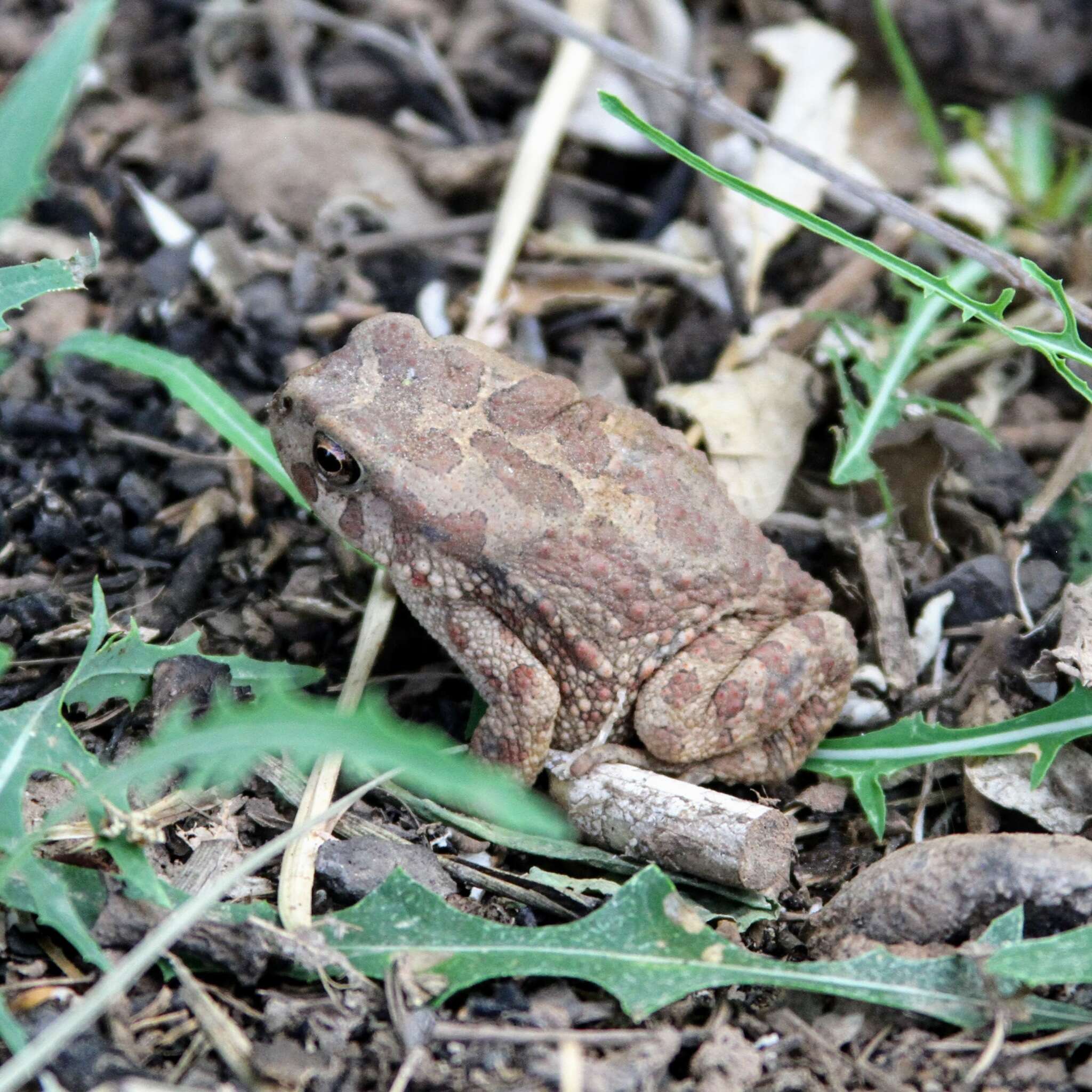 Image of Berber Toad