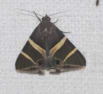 Grammodes oculicola Walker 1858的圖片