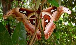 Image of Attacus lemairei Peigler 1985