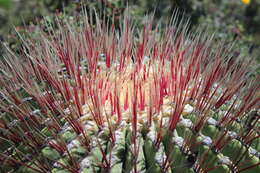 Image of Ferocactus haematacanthus (Muehlenpf.) Britton & Rose