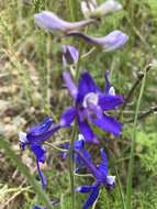 Image of twolobe larkspur