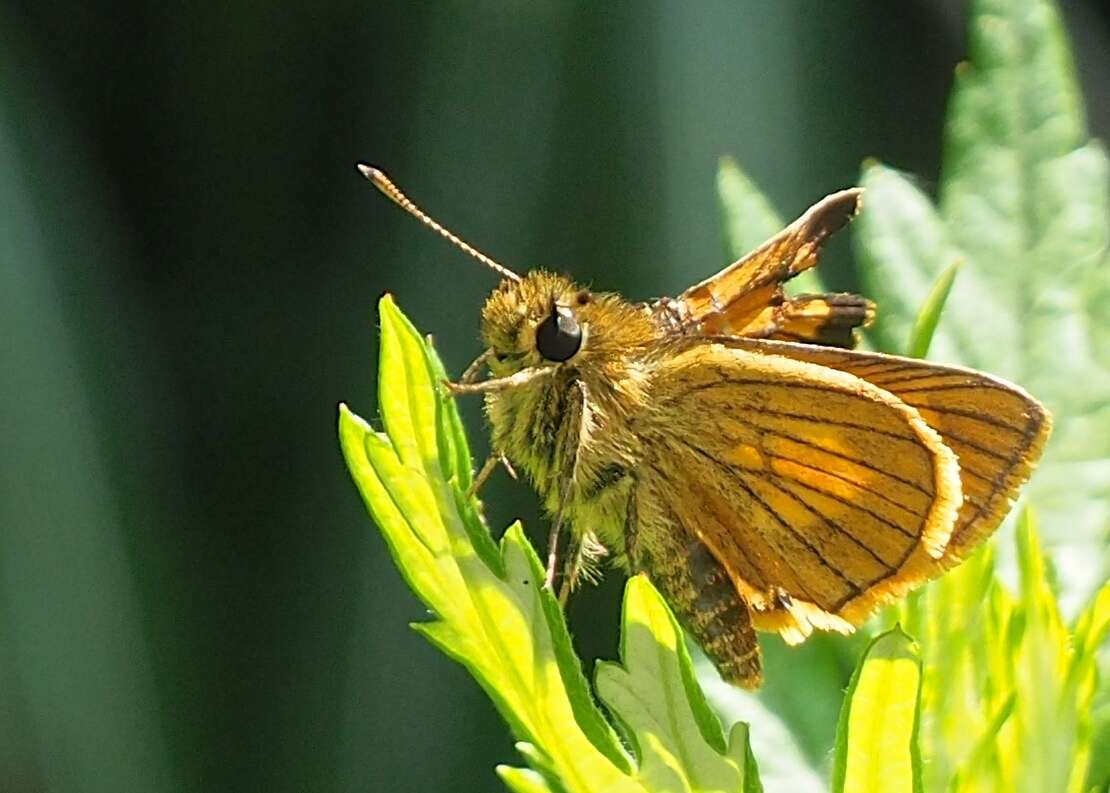 Image of Ochlodes ochracea Bremer 1861