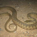 Image of Brazos Water Snake