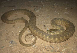 Image of Brazos Water Snake