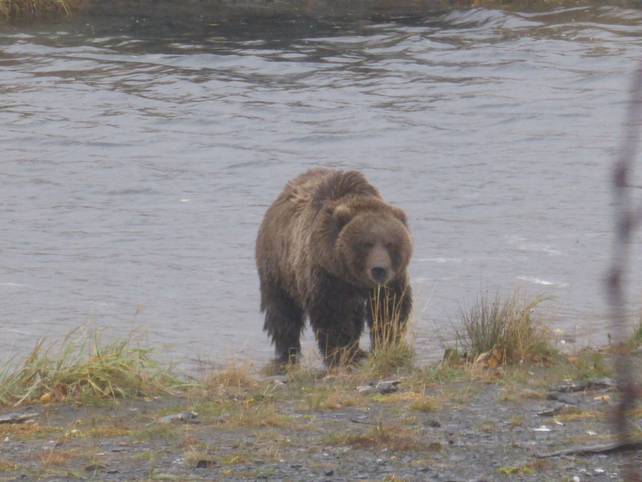 Image of Ursus arctos middendorffi Merriam 1896